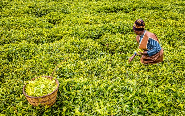 Finanzierung zur Steigerung der Teeproduktion in der Region Karongi